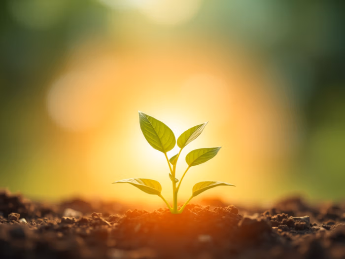 Grüne Pflanze im Sonnenlicht steht für nachhaltiges Wachstum und Regeneration